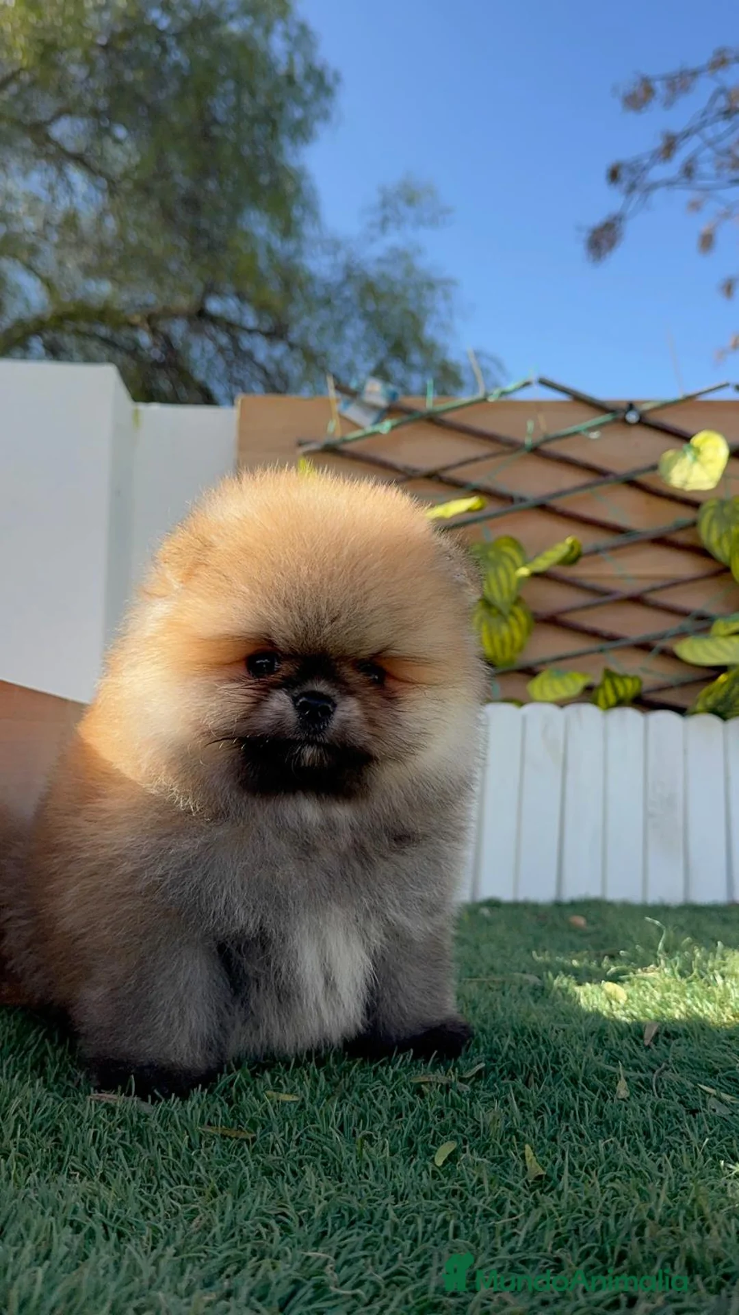 Pomerania perros en venta: POMERANIA - Anuncio 14