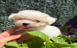Bichón Maltés perros en venta: BICHÓN MALTÉS  - Imagen 4