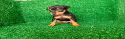 Pinscher Miniatura perros en venta: Pincher miniatura  - Anuncio 10