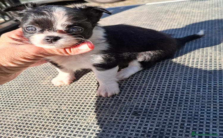 Chihuahua perros Chihuahua de pelo largo de capricho - Anuncio 1