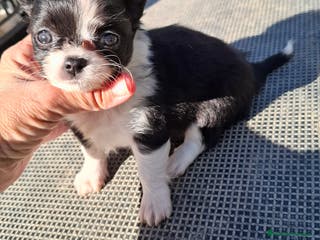 Chihuahua perros Chihuahua de pelo largo de capricho - Anuncio 16