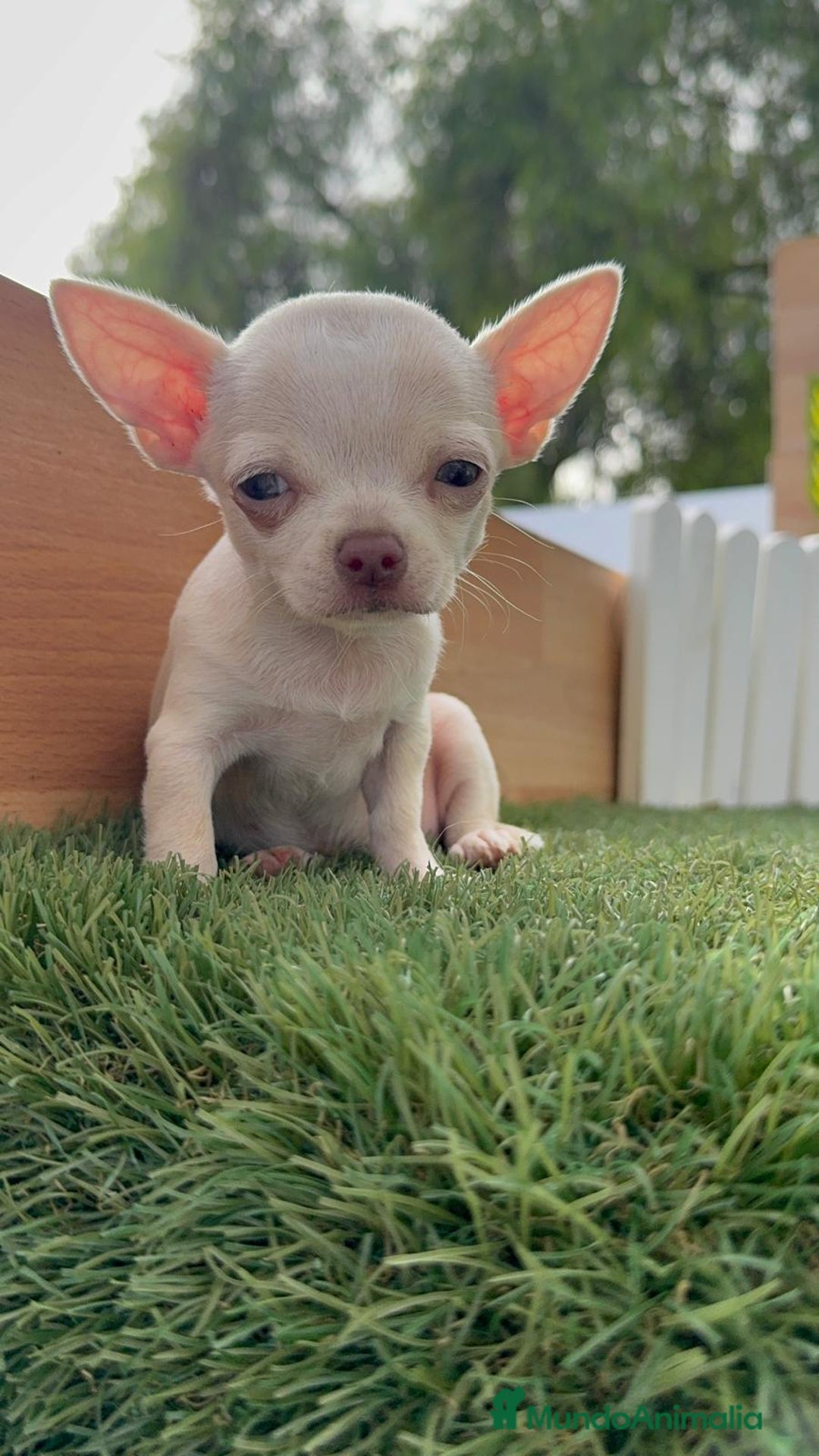 Chihuahua perros en venta: CHIHUAHUA HEMBRA BLANCA - Imagen 12