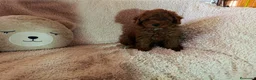 Caniche Toy perros en venta: ‼️‼️CANICHES 50% ASIÁTICOS  - Anuncio 4
