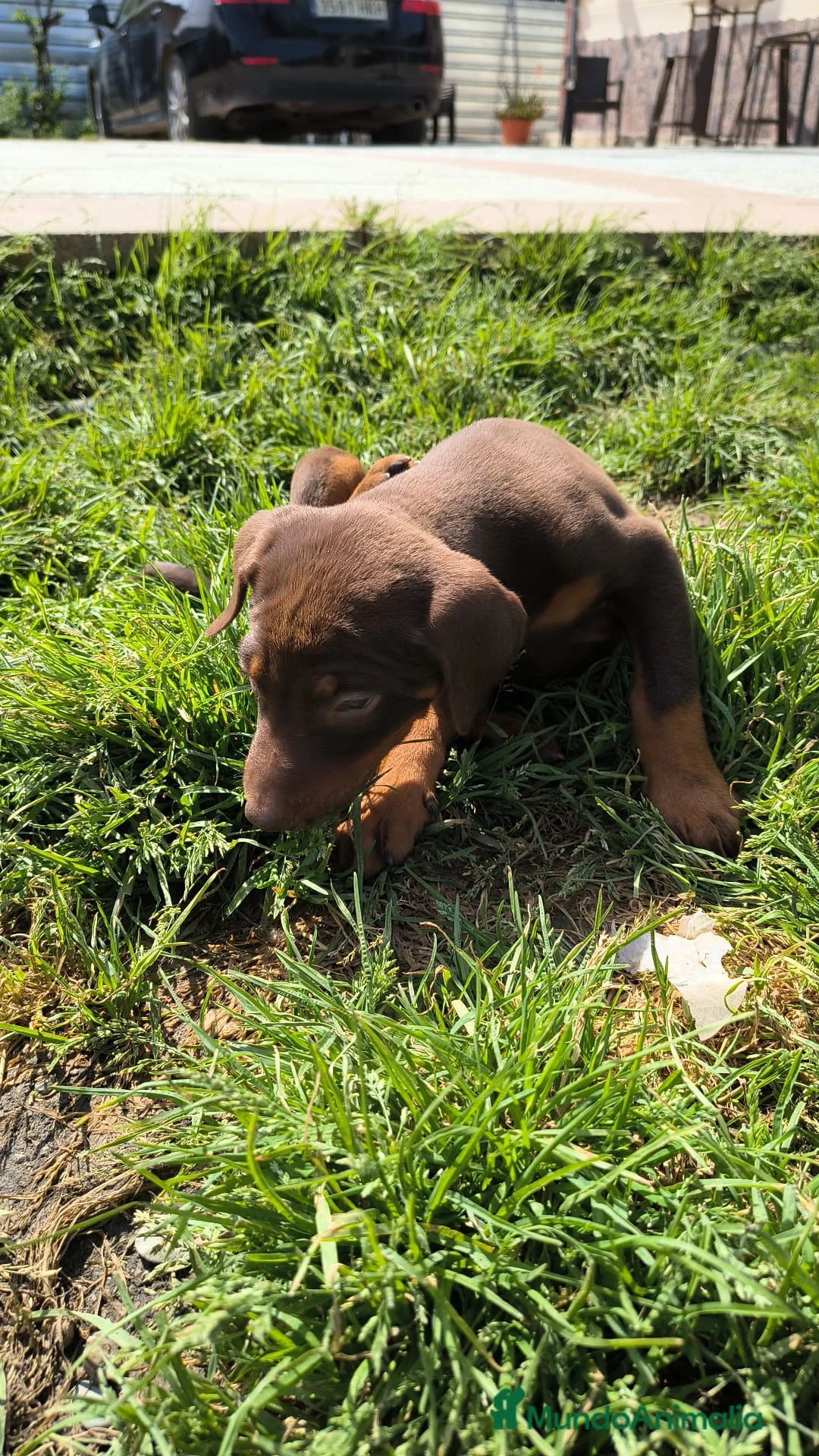Dobermann perros en venta: Último macho de doberman disponible  - Anuncio 2