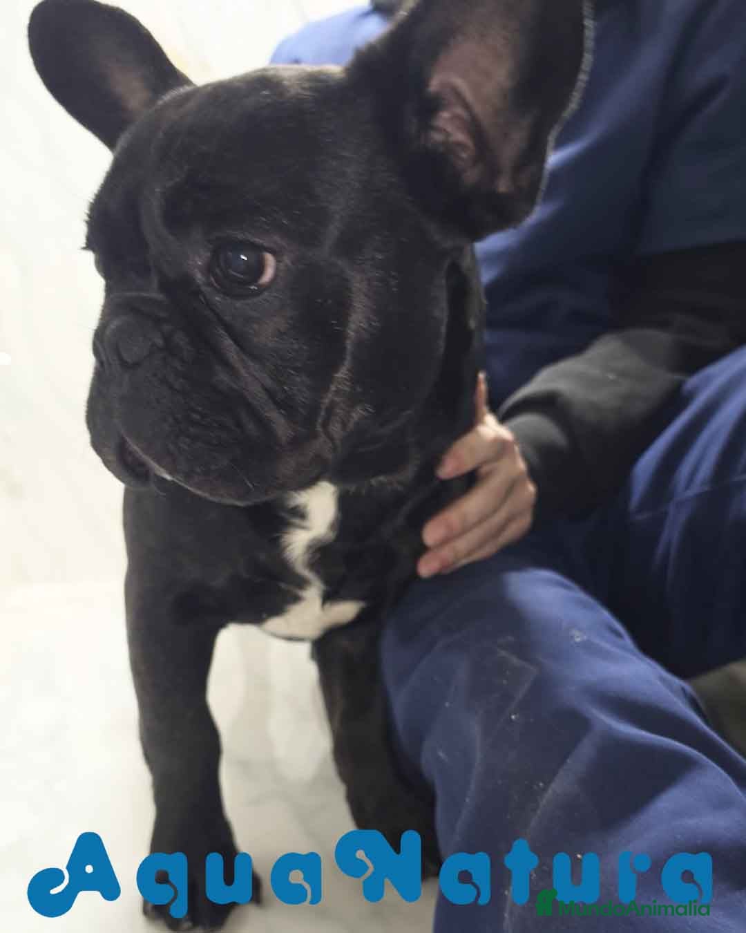 Bulldog Francés perros Bulldog Frances Macho 2434 AQUANATURA - Anuncio 1