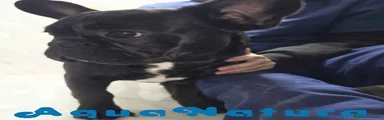 Bulldog Francés Cachorro 1