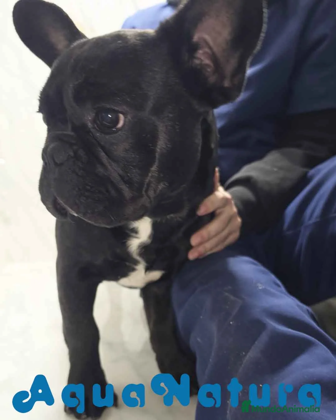 Bulldog Francés perros en venta: Bulldog Frances Macho 2434 AQUANATURA - Anuncio 1