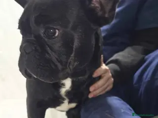 Bulldog Francés perros Bulldog Frances Macho 2434 AQUANATURA - Anuncio 1
