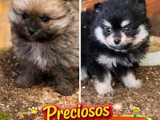Pomerania perros “Pomerania Mini Peluche – Últimos 2” - Anuncio 1