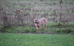 Cane Corso perros en venta: Cachorros Cane Corso disponibles en Segovia  - Imagen 3