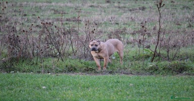Cane Corso perros - Anuncio 5