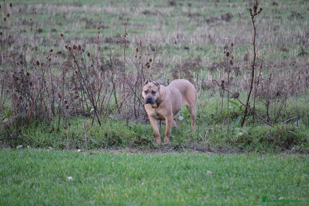 Cane Corso perros en venta: Cachorros Cane Corso disponibles en Segovia  - Imagen 3
