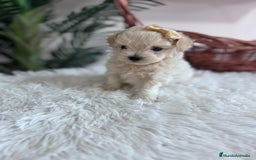 Maltipoo perros en venta: MALTIPOO HEMBRA - Imagen 13