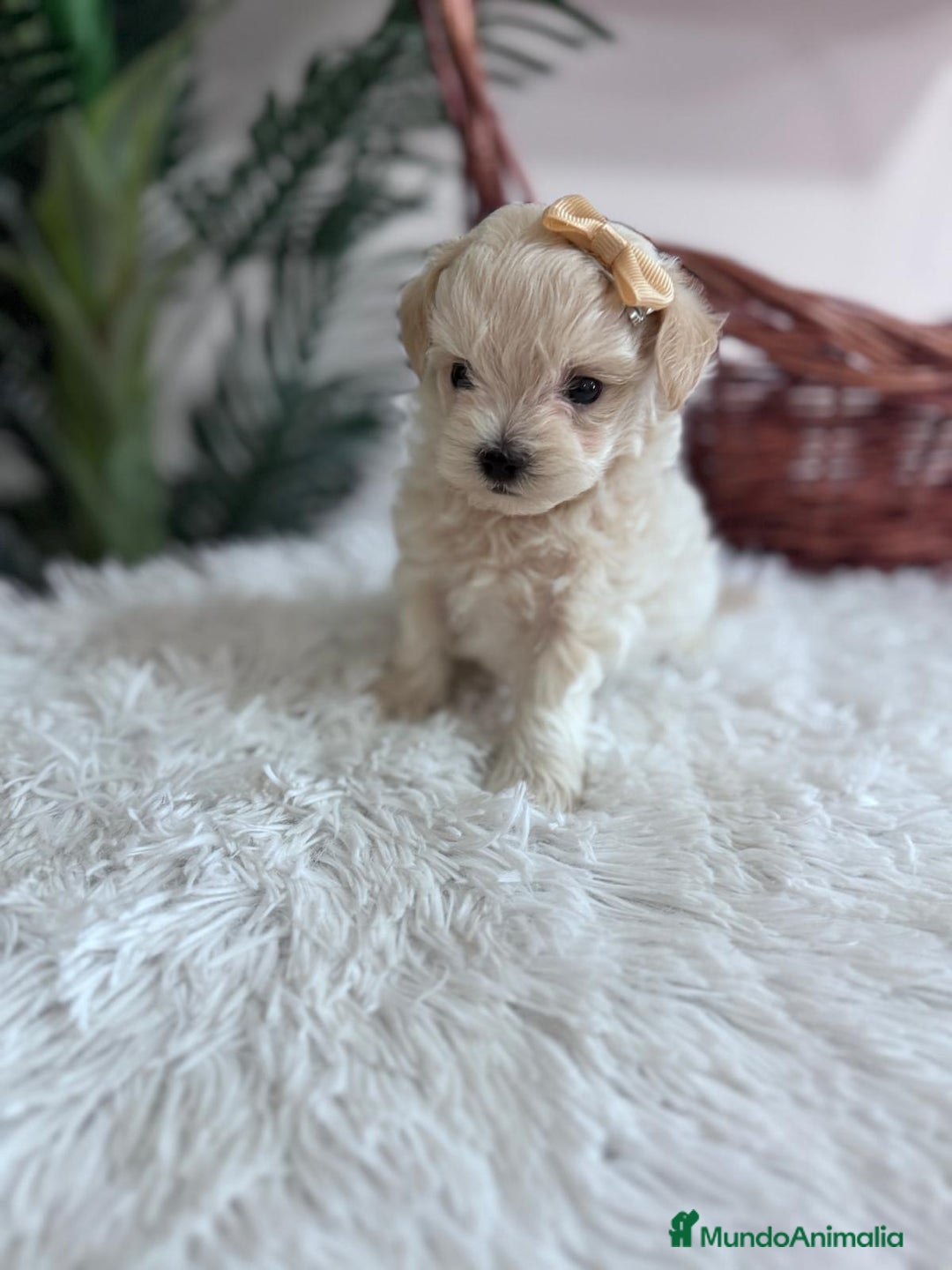 Maltipoo perros en venta: MALTIPOO HEMBRA - Imagen 13