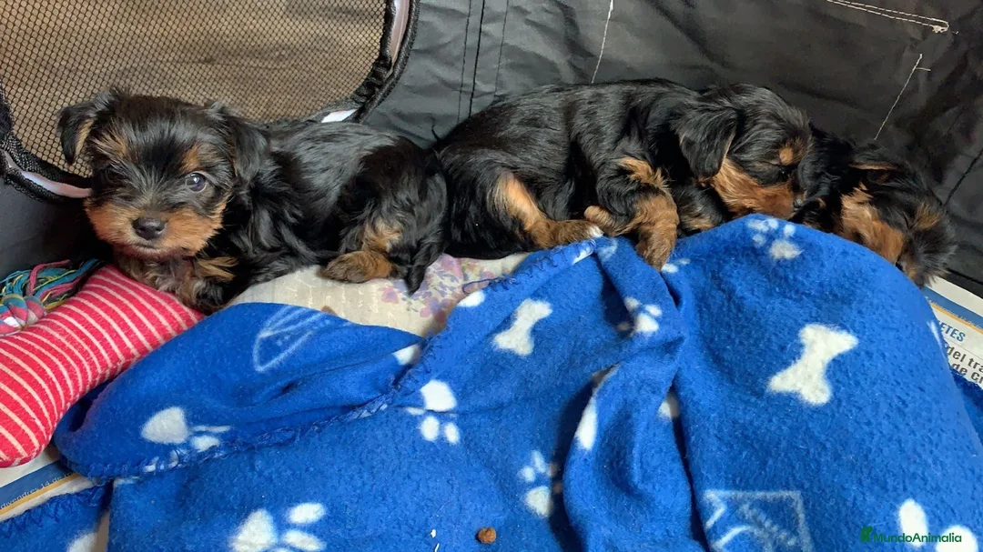 Imagen de galería {{count}}