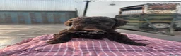 Perro de Agua Español perros en venta: Cachorros perro de agua español  - Anuncio 3