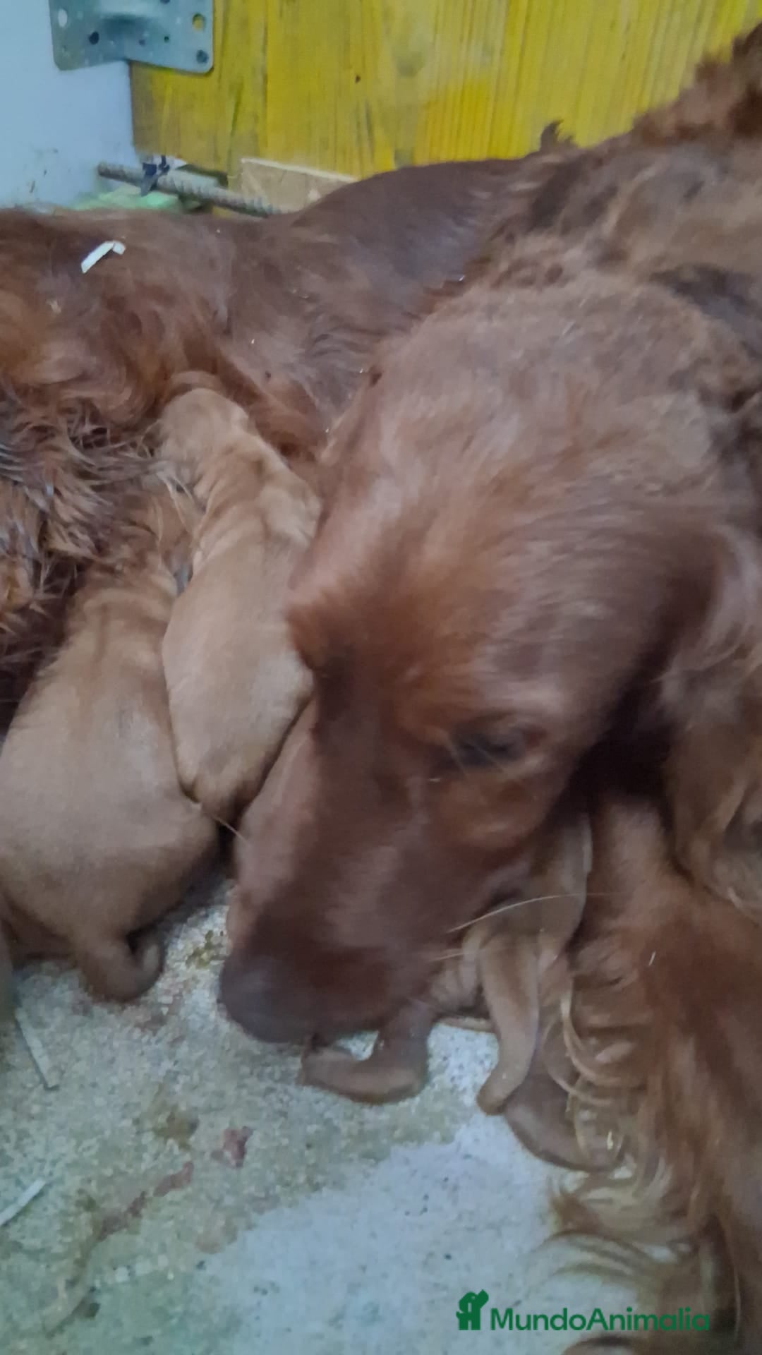 Setter Irlandés Rojo perros Setter irlandés macho y hembra rojo - Anuncio 1