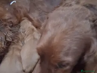 Setter Irlandés Rojo perros Setter irlandés macho y hembra rojo - Anuncio 1