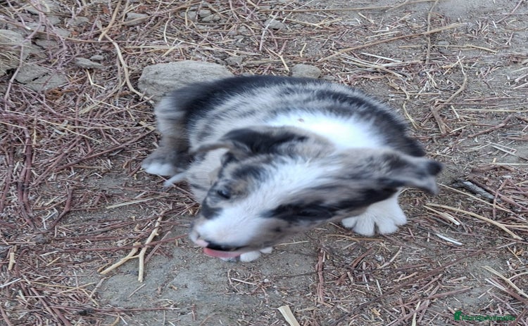 Border Collie perros - Anuncio 3
