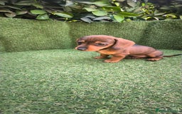 Teckel Miniatura perros en venta: teckel miniatura  - Imagen 21