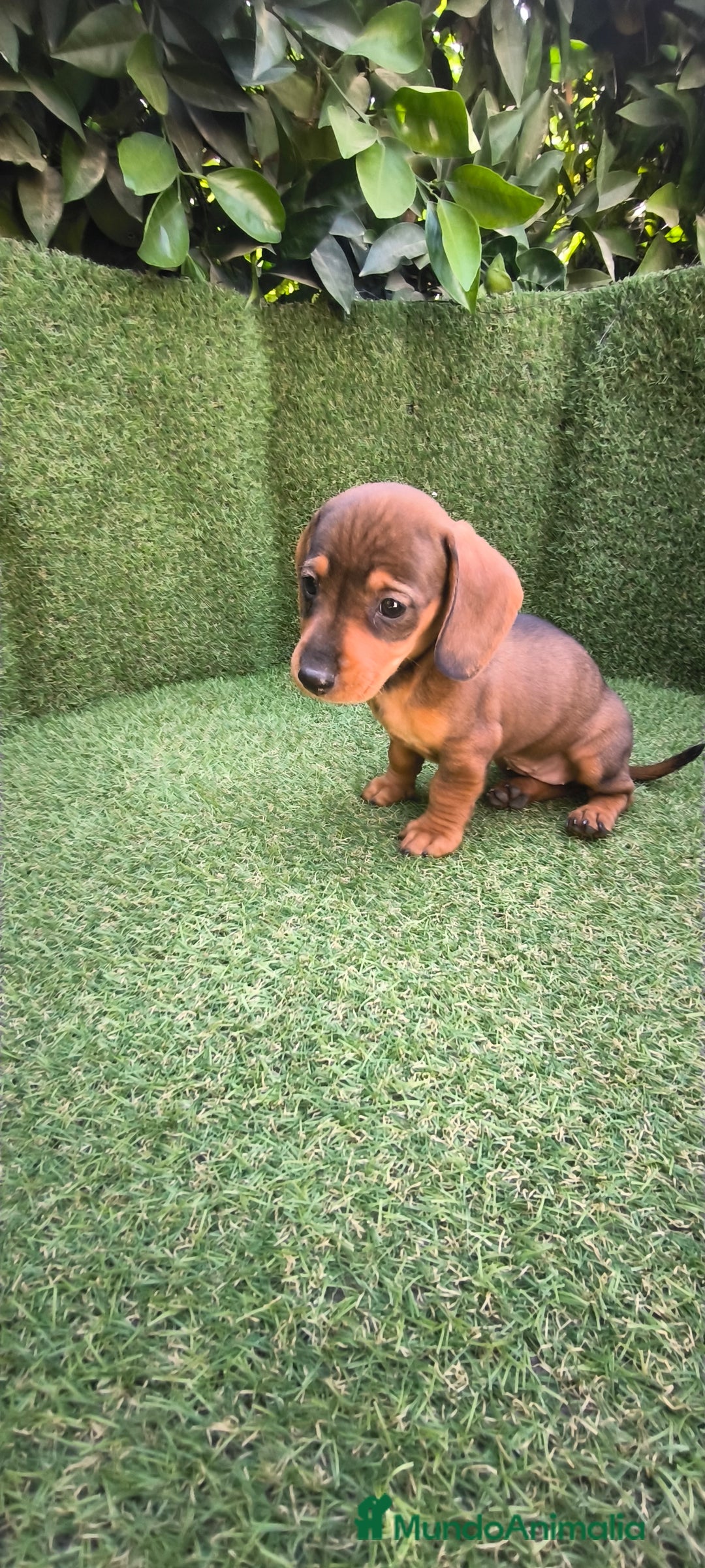 Teckel Miniatura perros en venta: teckel miniatura  - Imagen 21