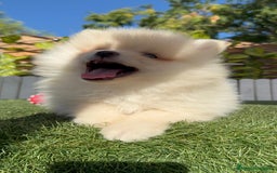 Pomerania perros en venta: POMERANIA MACHO - Imagen 13