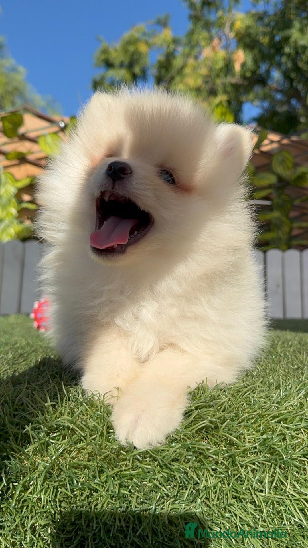 Pomerania perros en venta: POMERANIA MACHO - Imagen 13