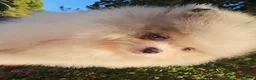 Pomerania perros en venta: Pomerania con ojos azules - Anuncio 7