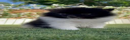 Pomerania perros en venta: POMERANIA - Anuncio 18