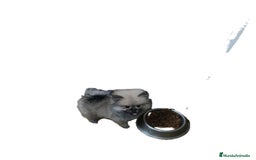 Pomerania perros en venta: PRECIOSA HEMBRITA POMERANIA - Imagen 3