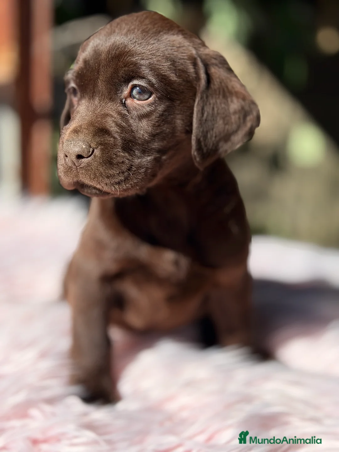 Labrador Retriever perros en venta: Labradora chocolate  - Anuncio 7