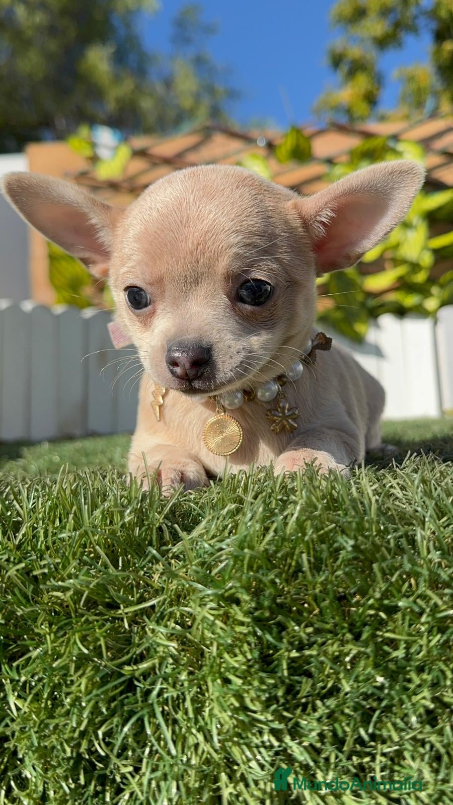 Chihuahua perros CHIHUAHUA HEMBRA - Anuncio 13