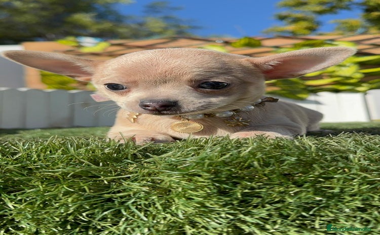 Chihuahua perros CHIHUAHUA HEMBRA - Anuncio 12