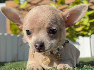 Chihuahua perros CHIHUAHUA HEMBRA - Anuncio 21