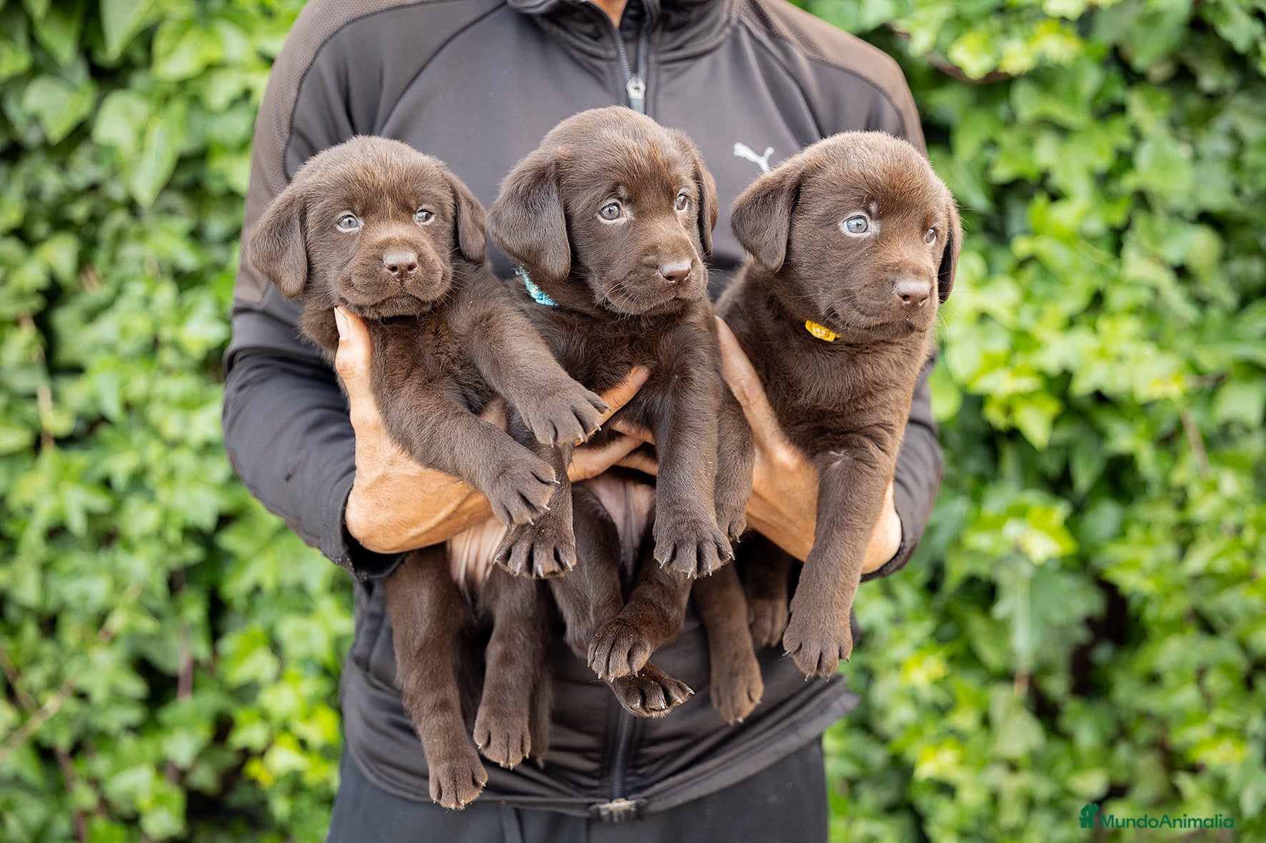 Labrador Retriever perros LABRADOR CHOCOLATE DISPONIBLE - Anuncio 1
