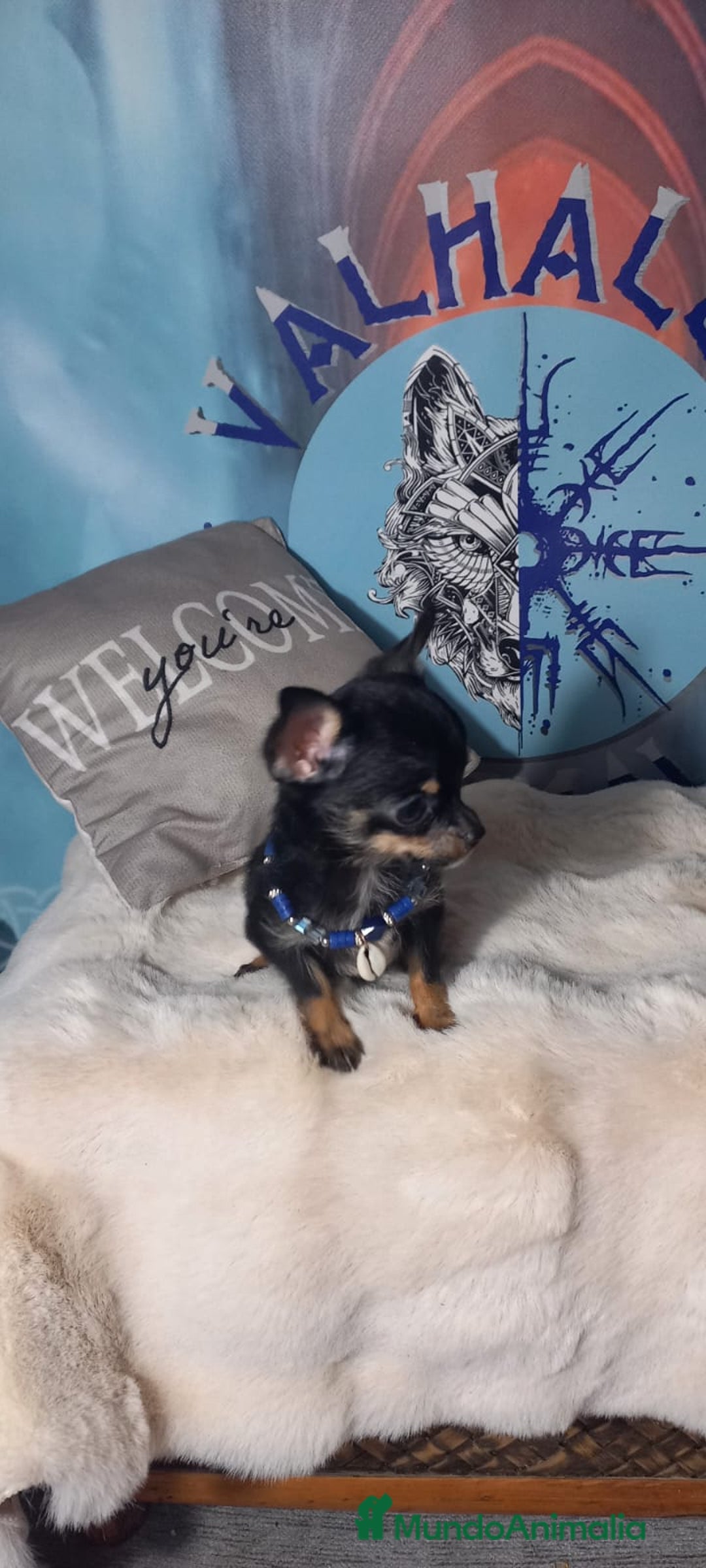 Chihuahua perros en venta:  Machos preciosos de chihuahua cabeza venado  - Imagen 4