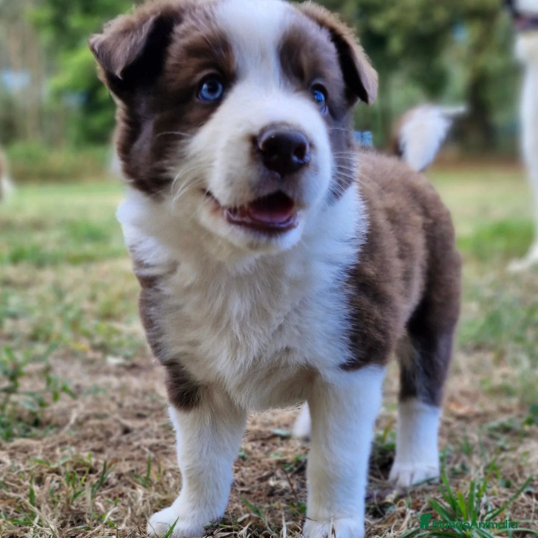 Border Collie perros en venta: Border collie bebes - Anuncio 3