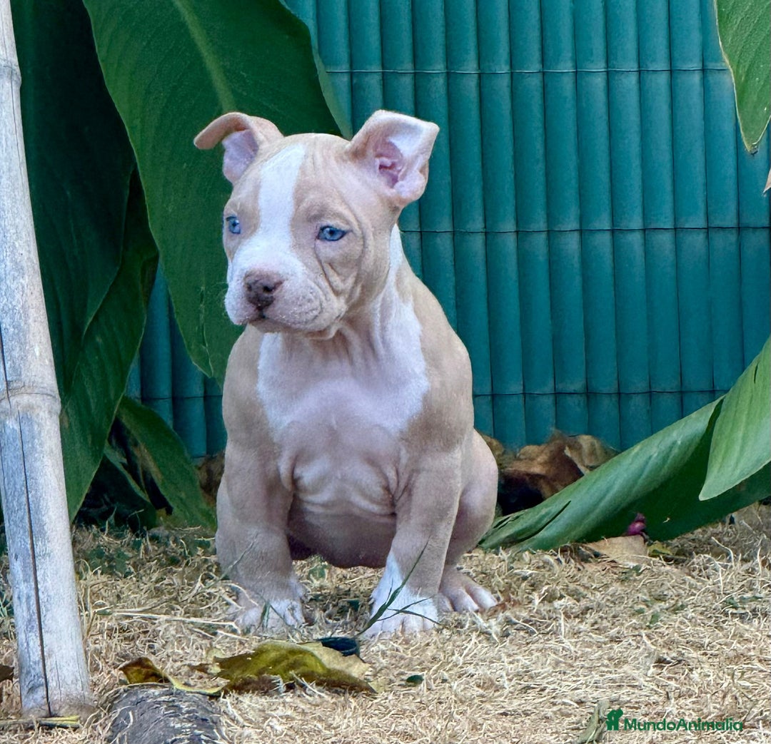 American Bully perros en venta: Americana Bully pocket ojos azules  - Imagen 5