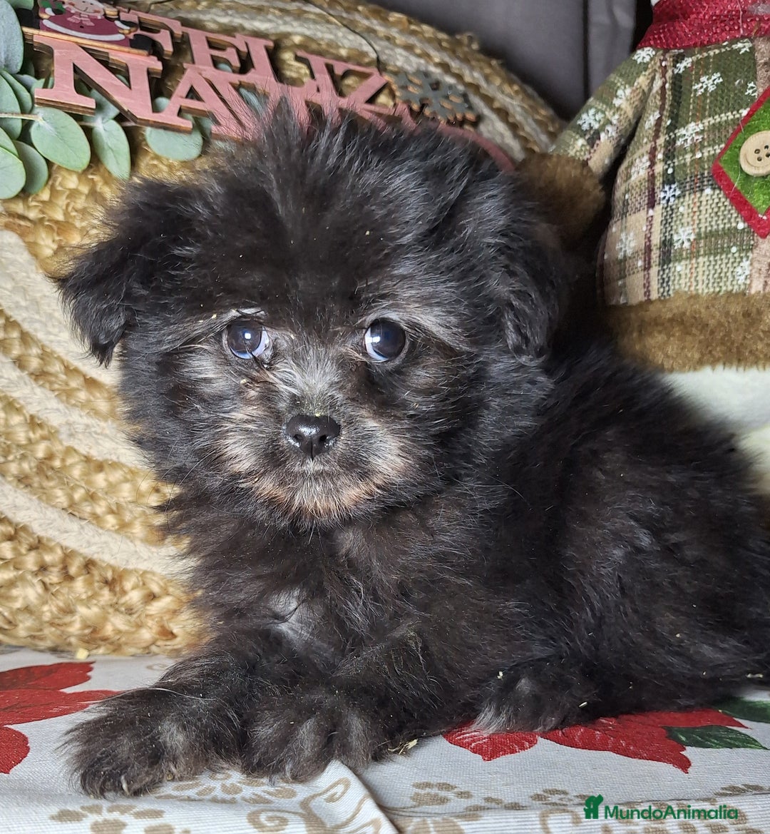 Raza Mixta perros en venta: MALTIPOO  - Anuncio 2