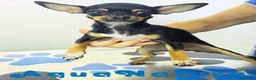 Chihuahua perros en venta: Chihuahua Hembra 1921 AQUANATURA - Anuncio 9