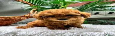 Caniche Toy 1