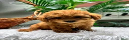 Caniche Toy perros en venta: CANICHE TOY - Anuncio 8