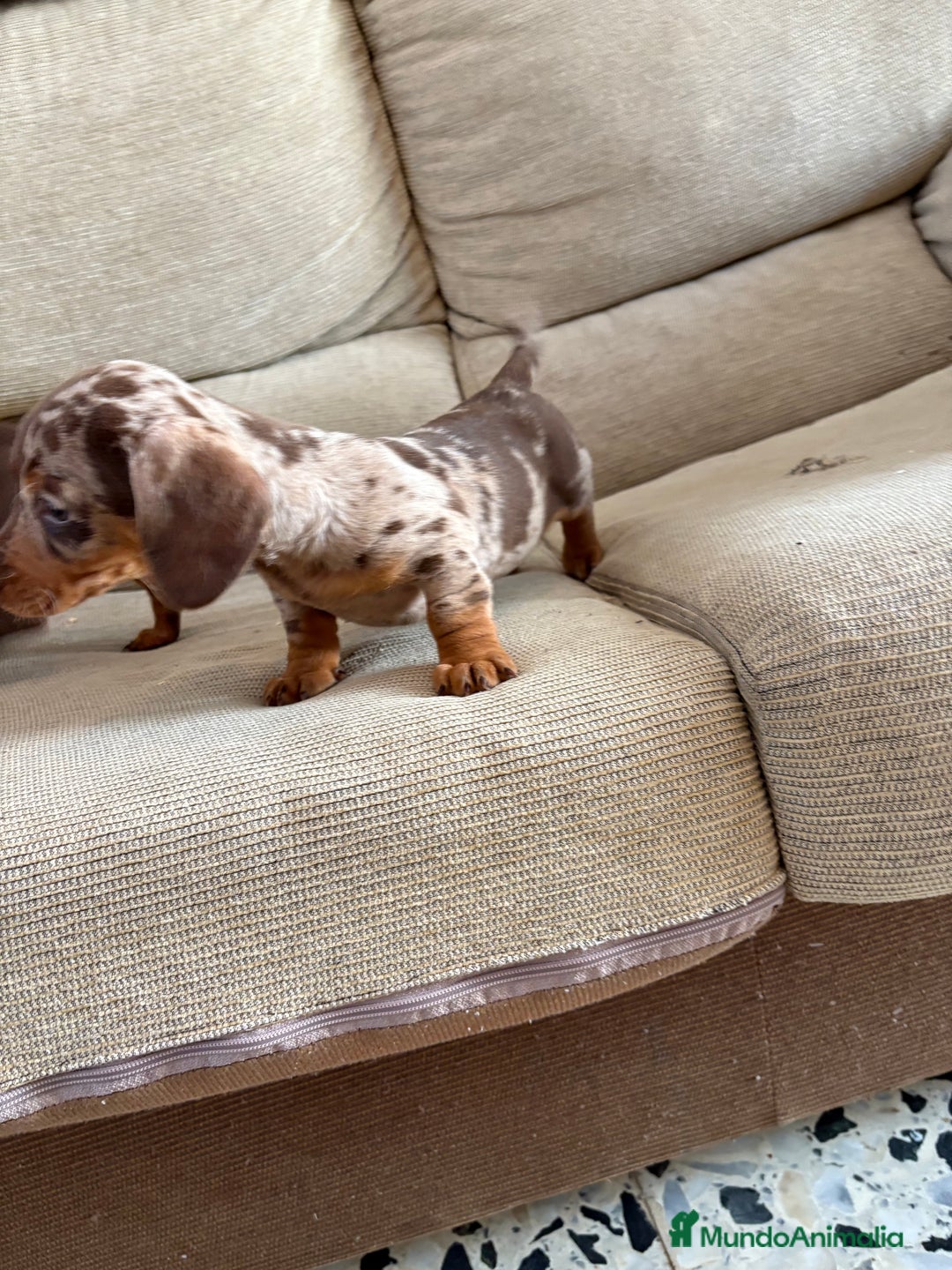 Teckel perros en venta: Teckels mini y kaninchen  - Anuncio 1