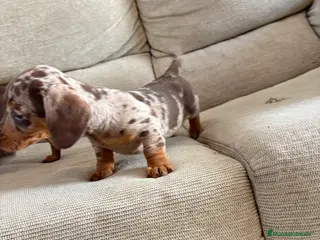 Teckel perros Teckels mini y kaninchen - Anuncio 7