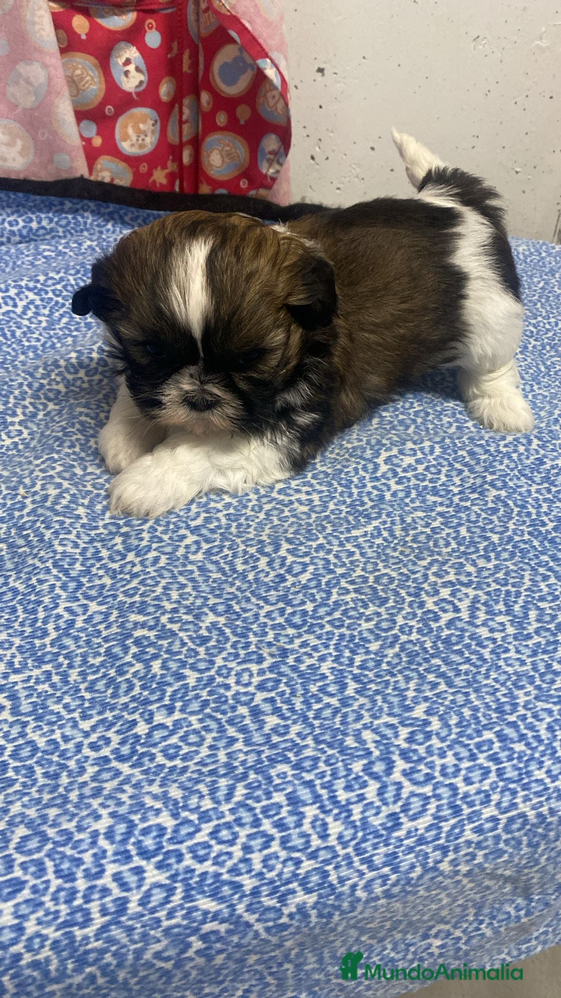 Shih Tzu perros CACHORRITA DE SHIH TZU - Anuncio 1