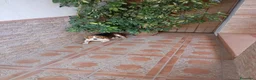 Beagle perros en venta: Beagles calidad precio(doble vacunación) - Anuncio 3