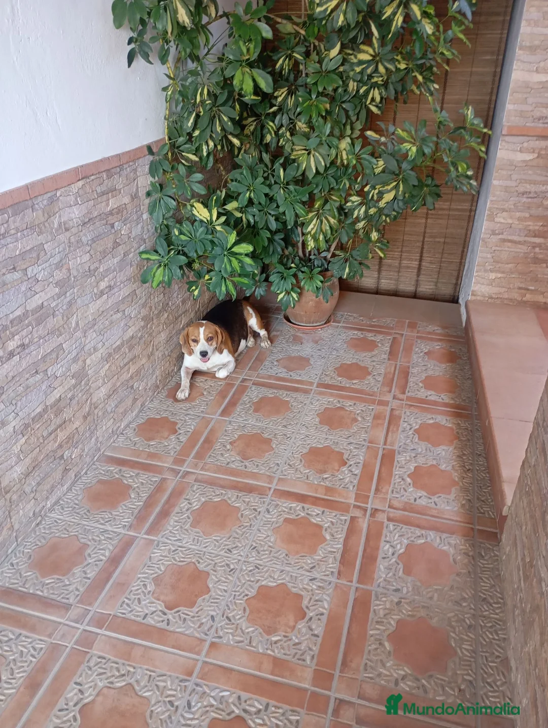 Beagle perros en venta: Beagles calidad precio(doble vacunación) - Anuncio 3