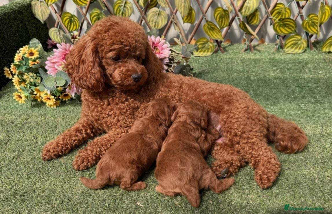 Caniche Toy perros Caniche toy  - Anuncio 15