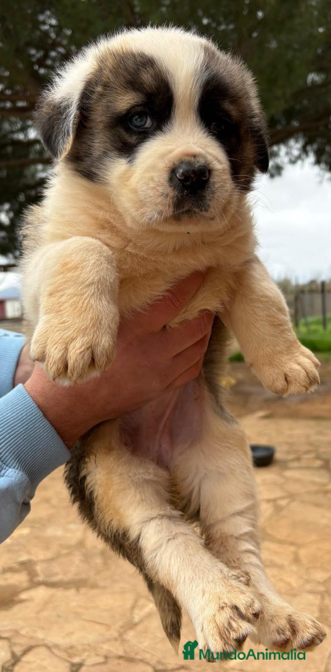 Mastín Español perros Cachorros de mastín español - Anuncio 16