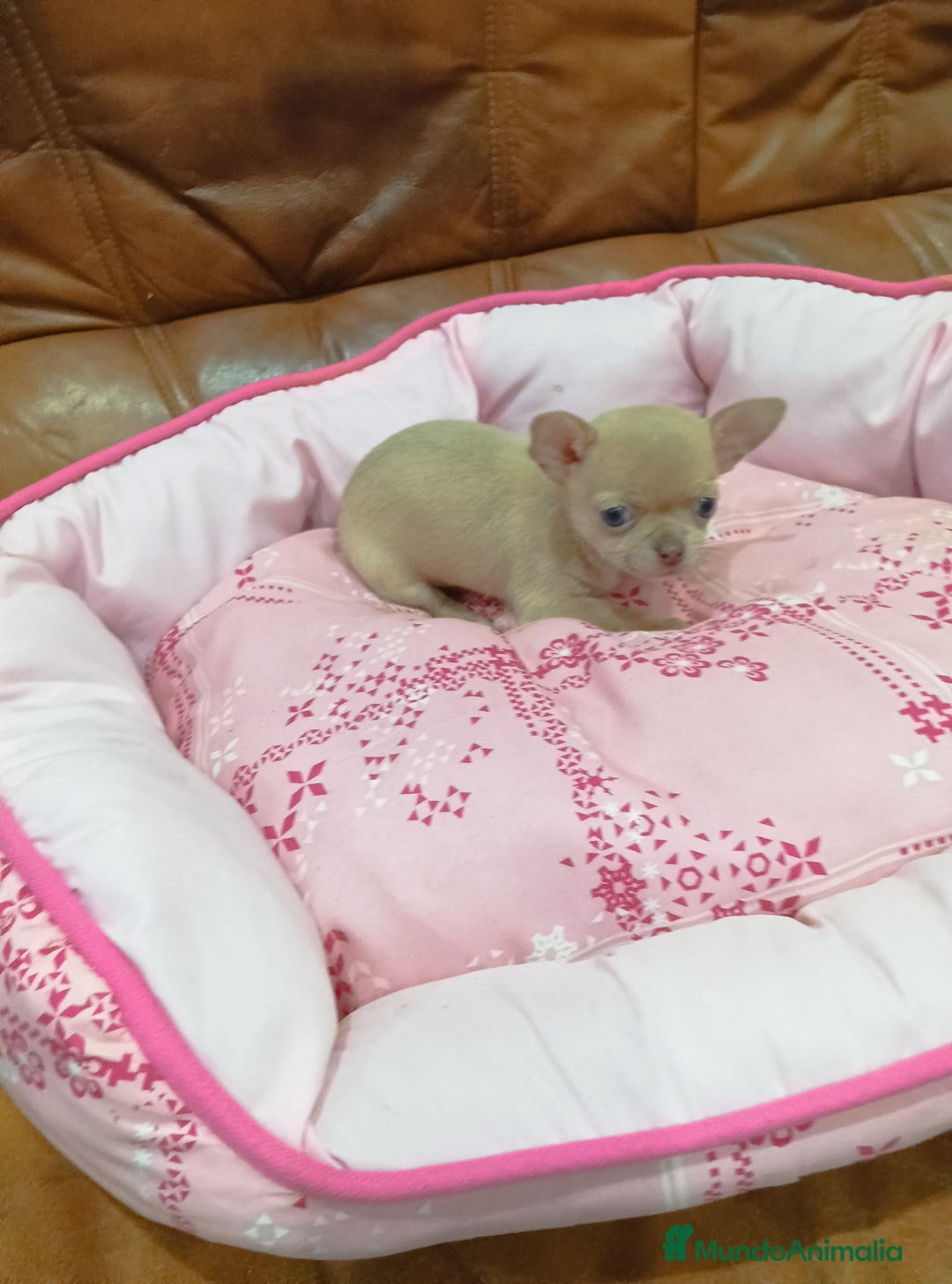 Chihuahua perros en venta: CHIHUAHUA toy  - Anuncio 6
